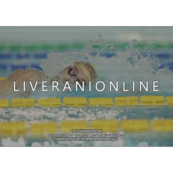 Campionato Italiano Open di nuoto vasca corta 25m Riccione (RN) - 01.12.2018 Nella Foto:Paltrinieri Gregorio /Ph.Vitez-Ag. Aldo Liverani