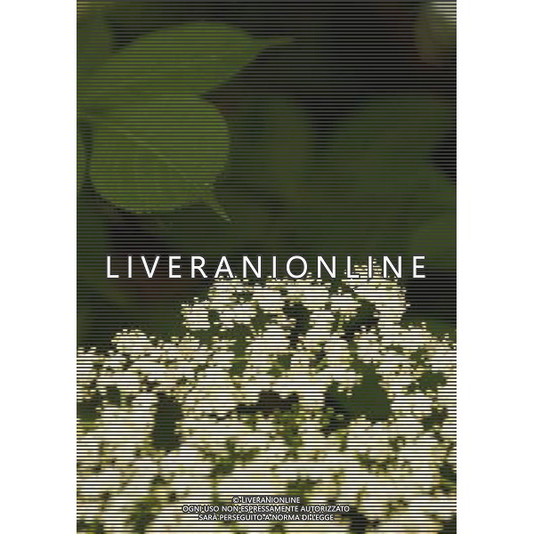 FOTO ARCHIVIO FIORI VARI PH: CAPRA/LIVERANI