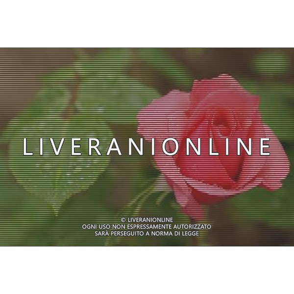 FOTO ARCHIVIO FIORI VARI PH: CAPRA/LIVERANI