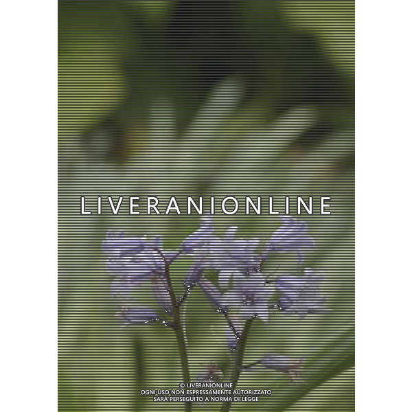 FOTO ARCHIVIO FIORI VARI PH: CAPRA/LIVERANI