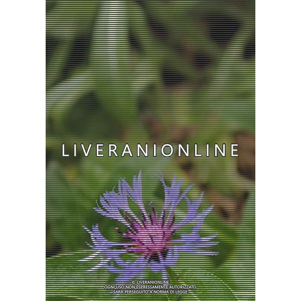 FOTO ARCHIVIO FIORI VARI PH: CAPRA/LIVERANI