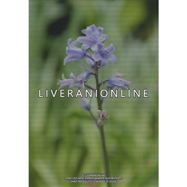 FOTO ARCHIVIO FIORI VARI PH: CAPRA/LIVERANI