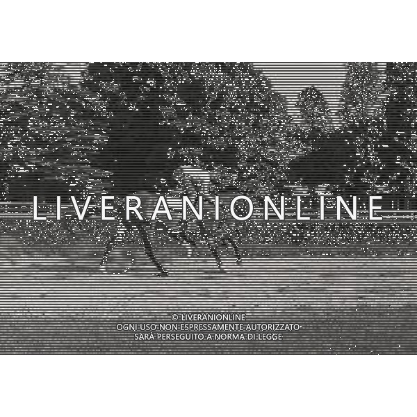 1969 RETROSPETTIVA EDOARDO CAMICI IPPICA AG ALDO LIVERANI SAS