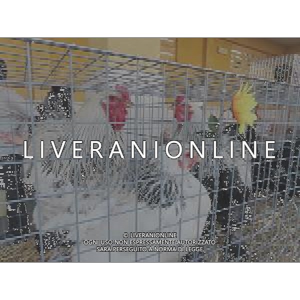 SABATO 23 MARZO 2019 MERCATO ORTOFRUTTICOLO L\'AJA IN PIAZZA NELLA FOTO : GALLI IN MOSTRA ©SANNA / AGENZIA ALDO LIVERANI SAS