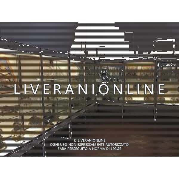 URBINO PALAZZO DUCALE AG ALDO LIVERANI SAS