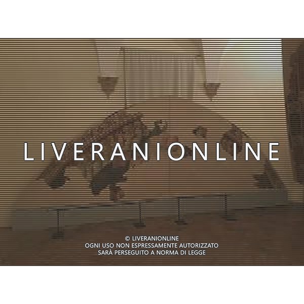 URBINO PALAZZO DUCALE AG ALDO LIVERANI SAS
