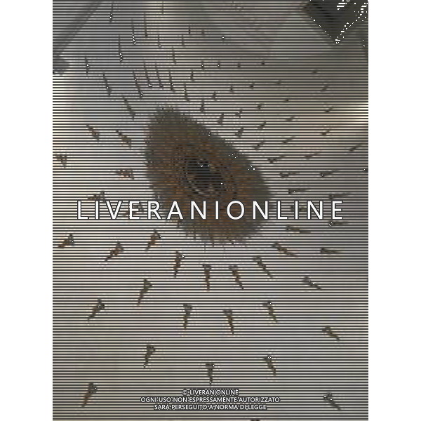 URBINO PALAZZO DUCALE AG ALDO LIVERANI SAS