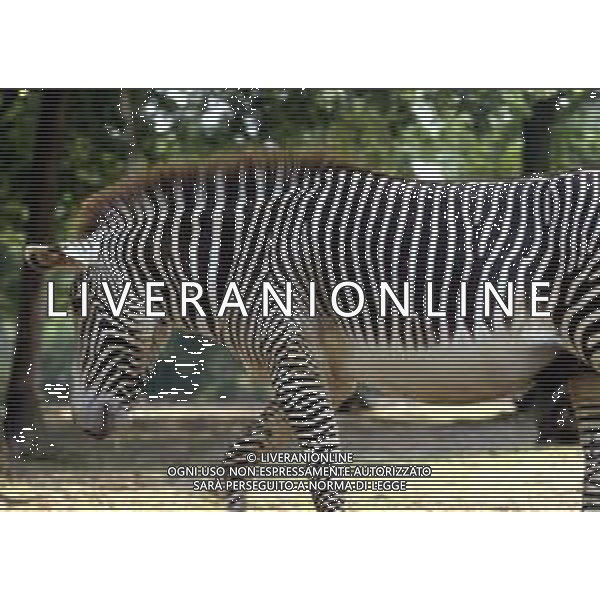 ZEBRA - Le zebre sono Mammiferi erbivori, appartenenti alla famiglia degli Equidi ©ARCHIVIO / AGENZIA ALDO LIVERANI SAS