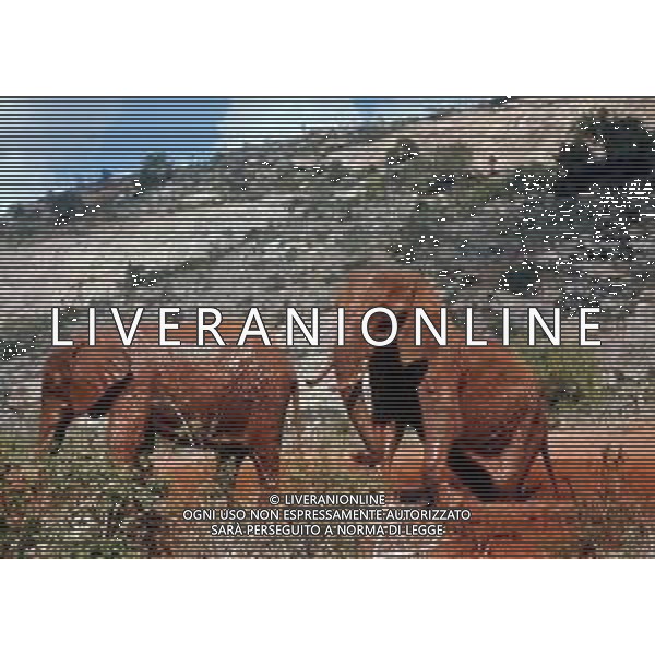 ELEFANTE - Gli elefantidi sono una famiglia di mammiferi proboscidati ©ARCHIVIO / AGENZIA ALDO LIVERANI SAS
