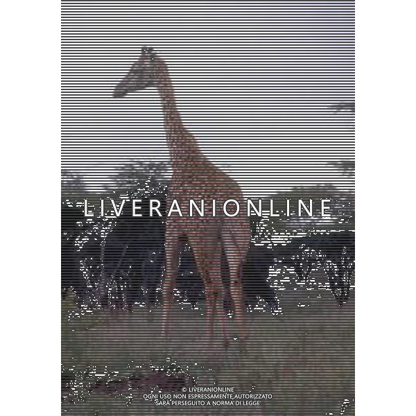 GIRAFFE - La giraffa e\' un grande mammifero artiodattilo africano appartenente alla famiglia dei Giraffidi. ©ARCHIVIO / AGENZIA ALDO LIVERANI SAS