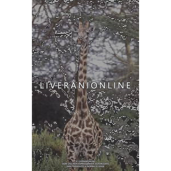 GIRAFFE - La giraffa e\' un grande mammifero artiodattilo africano appartenente alla famiglia dei Giraffidi. ©ARCHIVIO / AGENZIA ALDO LIVERANI SAS