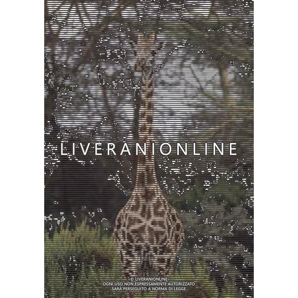 GIRAFFE - La giraffa e\' un grande mammifero artiodattilo africano appartenente alla famiglia dei Giraffidi. ©ARCHIVIO / AGENZIA ALDO LIVERANI SAS