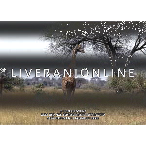 GIRAFFE - La giraffa e\' un grande mammifero artiodattilo africano appartenente alla famiglia dei Giraffidi. ©ARCHIVIO / AGENZIA ALDO LIVERANI SAS