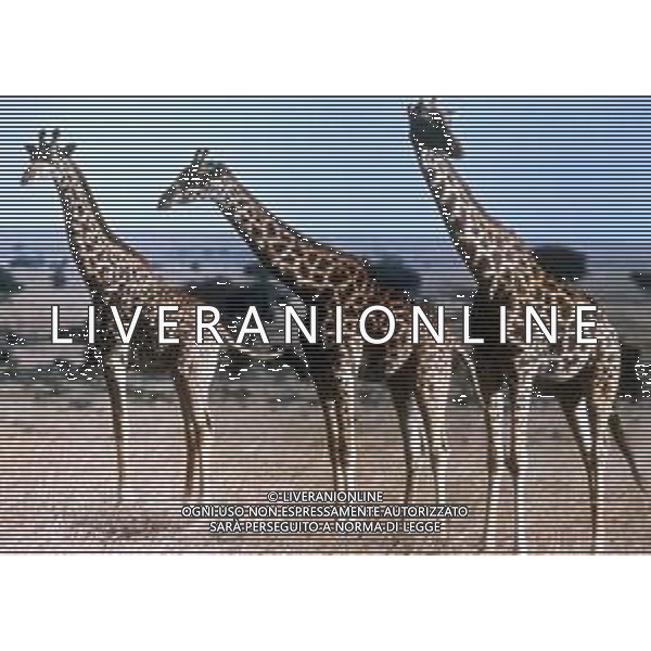 GIRAFFE - La giraffa e\' un grande mammifero artiodattilo africano appartenente alla famiglia dei Giraffidi. ©ARCHIVIO / AGENZIA ALDO LIVERANI SAS