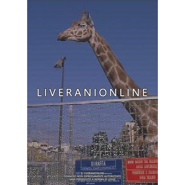 GIRAFFE - La giraffa e\' un grande mammifero artiodattilo africano appartenente alla famiglia dei Giraffidi. ©ARCHIVIO / AGENZIA ALDO LIVERANI SAS