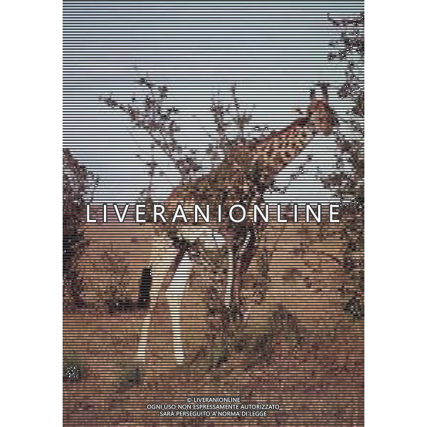 GIRAFFE - La giraffa e\' un grande mammifero artiodattilo africano appartenente alla famiglia dei Giraffidi. ©ARCHIVIO / AGENZIA ALDO LIVERANI SAS