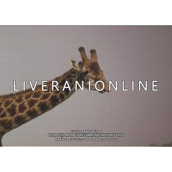 GIRAFFE - La giraffa e\' un grande mammifero artiodattilo africano appartenente alla famiglia dei Giraffidi. ©ARCHIVIO / AGENZIA ALDO LIVERANI SAS