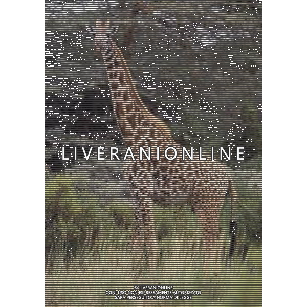 GIRAFFE - La giraffa e\' un grande mammifero artiodattilo africano appartenente alla famiglia dei Giraffidi. ©ARCHIVIO / AGENZIA ALDO LIVERANI SAS