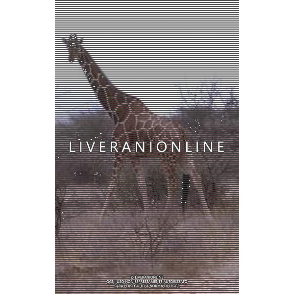 GIRAFFE - La giraffa e\' un grande mammifero artiodattilo africano appartenente alla famiglia dei Giraffidi. ©ARCHIVIO / AGENZIA ALDO LIVERANI SAS