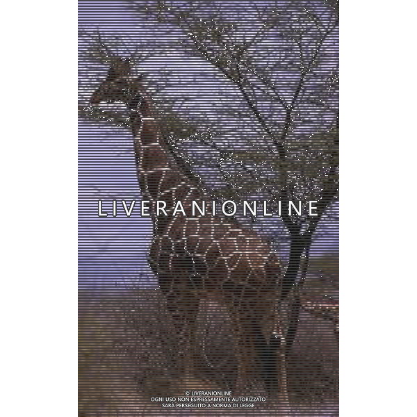GIRAFFE - La giraffa e\' un grande mammifero artiodattilo africano appartenente alla famiglia dei Giraffidi. ©ARCHIVIO / AGENZIA ALDO LIVERANI SAS