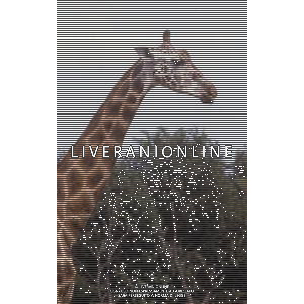 GIRAFFE - La giraffa e\' un grande mammifero artiodattilo africano appartenente alla famiglia dei Giraffidi. ©ARCHIVIO / AGENZIA ALDO LIVERANI SAS