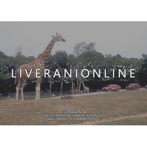 GIRAFFE - La giraffa e\' un grande mammifero artiodattilo africano appartenente alla famiglia dei Giraffidi. ©ARCHIVIO / AGENZIA ALDO LIVERANI SAS