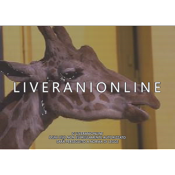 GIRAFFE - La giraffa e\' un grande mammifero artiodattilo africano appartenente alla famiglia dei Giraffidi. ©ARCHIVIO / AGENZIA ALDO LIVERANI SAS