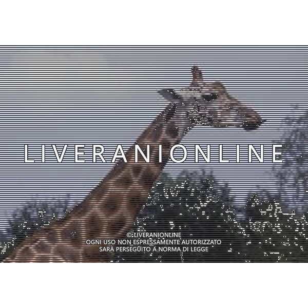 GIRAFFE - La giraffa e\' un grande mammifero artiodattilo africano appartenente alla famiglia dei Giraffidi. ©ARCHIVIO / AGENZIA ALDO LIVERANI SAS