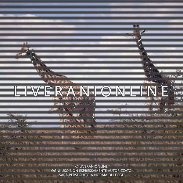 GIRAFFE - La giraffa e\' un grande mammifero artiodattilo africano appartenente alla famiglia dei Giraffidi. ©ARCHIVIO / AGENZIA ALDO LIVERANI SAS