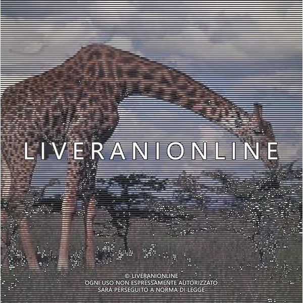 GIRAFFE - La giraffa e\' un grande mammifero artiodattilo africano appartenente alla famiglia dei Giraffidi. ©ARCHIVIO / AGENZIA ALDO LIVERANI SAS