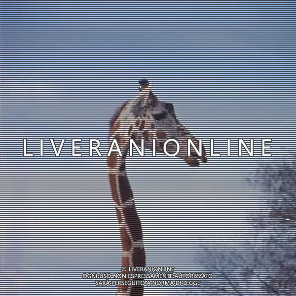 GIRAFFE - La giraffa e\' un grande mammifero artiodattilo africano appartenente alla famiglia dei Giraffidi. ©ARCHIVIO / AGENZIA ALDO LIVERANI SAS