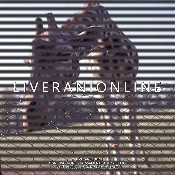 GIRAFFE - La giraffa e\' un grande mammifero artiodattilo africano appartenente alla famiglia dei Giraffidi. ©ARCHIVIO / AGENZIA ALDO LIVERANI SAS