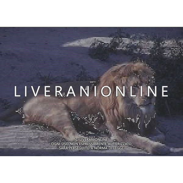 LEONI - Il leone e\' un mammifero carnivoro della famiglia dei felidi © ARCHIVIO / AGENZIA ALDO LIVERANI SAS