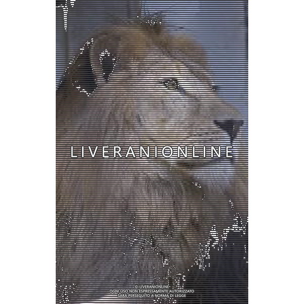 LEONI - Il leone e\' un mammifero carnivoro della famiglia dei felidi © ARCHIVIO / AGENZIA ALDO LIVERANI SAS