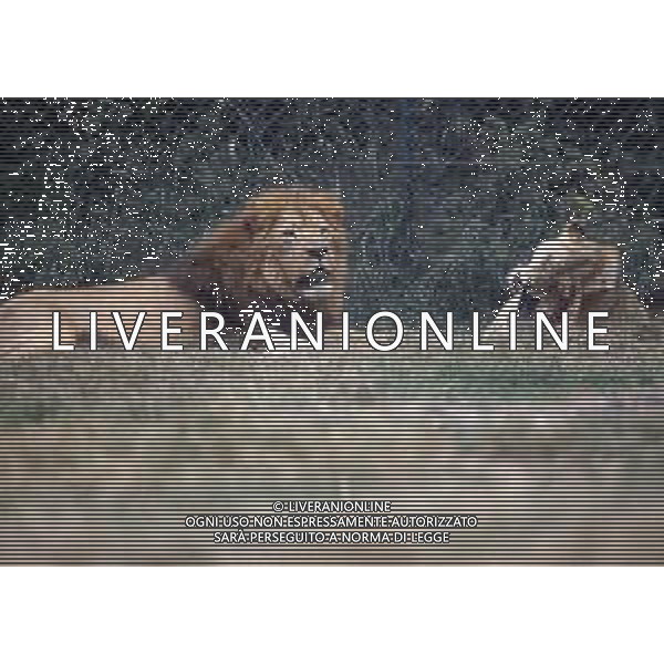 LEONI - Il leone e\' un mammifero carnivoro della famiglia dei felidi - LEONESSA © ARCHIVIO / AGENZIA ALDO LIVERANI SAS