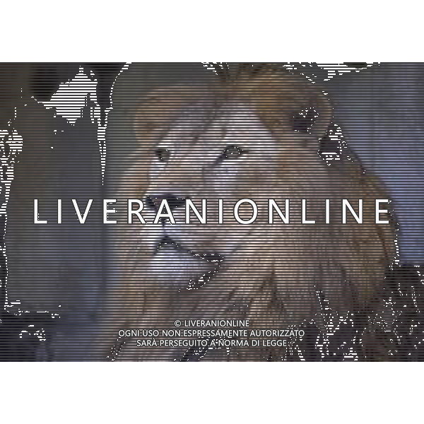 LEONI - Il leone e\' un mammifero carnivoro della famiglia dei felidi © ARCHIVIO / AGENZIA ALDO LIVERANI SAS
