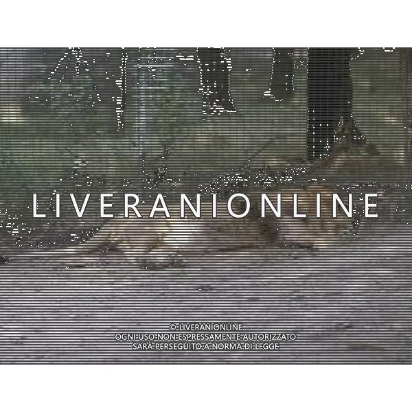 LEONI - Il leone e\' un mammifero carnivoro della famiglia dei felidi © ARCHIVIO / AGENZIA ALDO LIVERANI SAS
