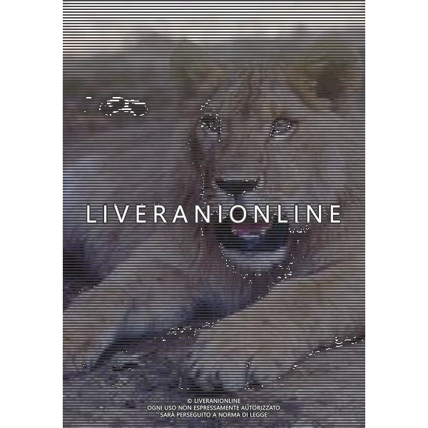 LEONI - Il leone e\' un mammifero carnivoro della famiglia dei felidi © ARCHIVIO / AGENZIA ALDO LIVERANI SAS