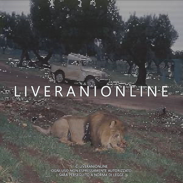 LEONI - Il leone e\' un mammifero carnivoro della famiglia dei felidi © ARCHIVIO / AGENZIA ALDO LIVERANI SAS