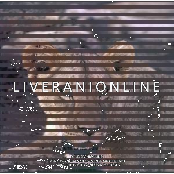 LEONI - Il leone e\' un mammifero carnivoro della famiglia dei felidi - LEONESSA © ARCHIVIO / AGENZIA ALDO LIVERANI SAS