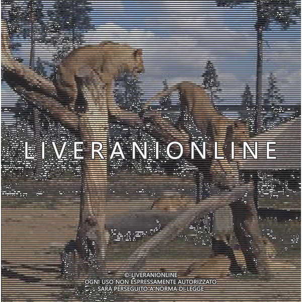 LEONI - Il leone e\' un mammifero carnivoro della famiglia dei felidi - LEONESSA © ARCHIVIO / AGENZIA ALDO LIVERANI SAS