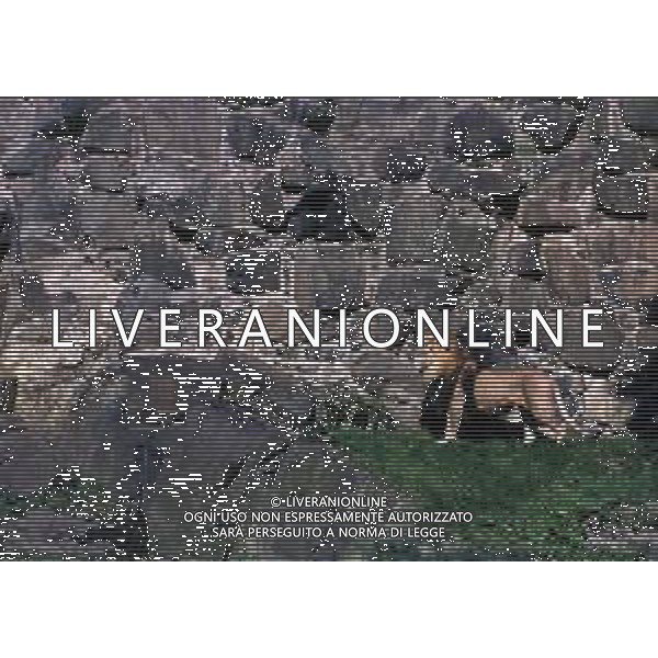LEONI - Il leone e\' un mammifero carnivoro della famiglia dei felidi © ARCHIVIO / AGENZIA ALDO LIVERANI SAS