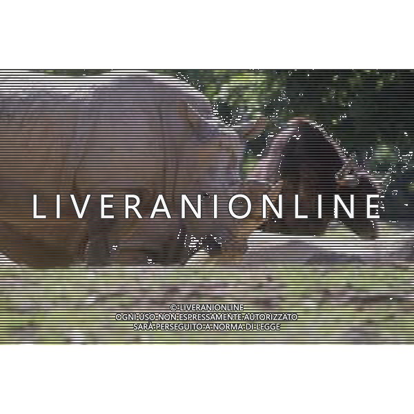 RINOCERONTE - I rinocerontidi, sono una famiglia di ungulati omeotermi dell\'ordine dei perissodattili ©ARCHIVIO / AGENZIA ALDO LIVERANI SAS