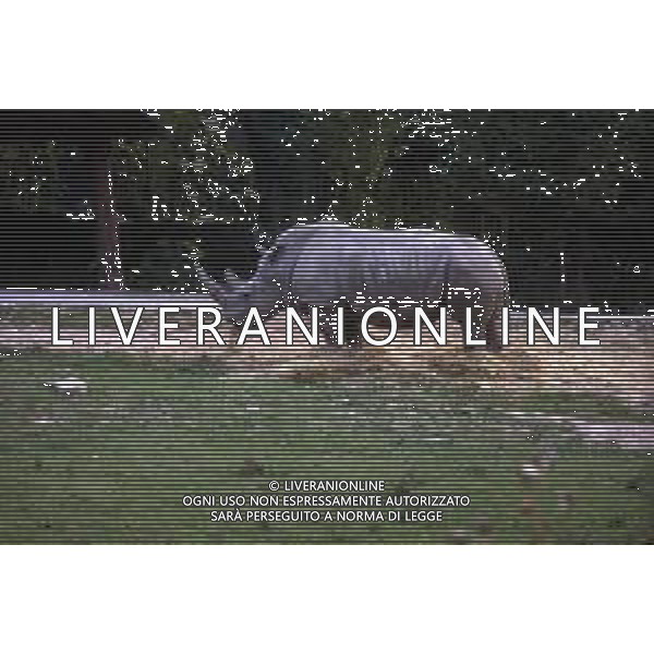 RINOCERONTE - I rinocerontidi, sono una famiglia di ungulati omeotermi dell\'ordine dei perissodattili ©ARCHIVIO / AGENZIA ALDO LIVERANI SAS