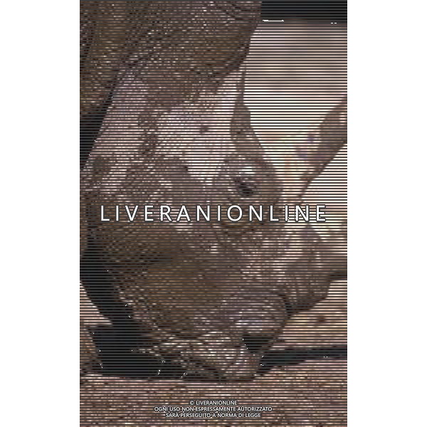 RINOCERONTE - I rinocerontidi, sono una famiglia di ungulati omeotermi dell\'ordine dei perissodattili ©ARCHIVIO / AGENZIA ALDO LIVERANI SAS