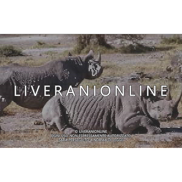 RINOCERONTE - I rinocerontidi, sono una famiglia di ungulati omeotermi dell\'ordine dei perissodattili ©ARCHIVIO / AGENZIA ALDO LIVERANI SAS