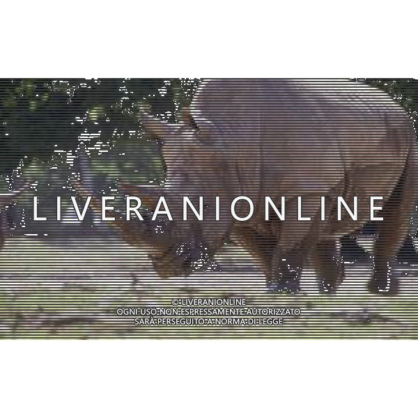 RINOCERONTE - I rinocerontidi, sono una famiglia di ungulati omeotermi dell\'ordine dei perissodattili ©ARCHIVIO / AGENZIA ALDO LIVERANI SAS