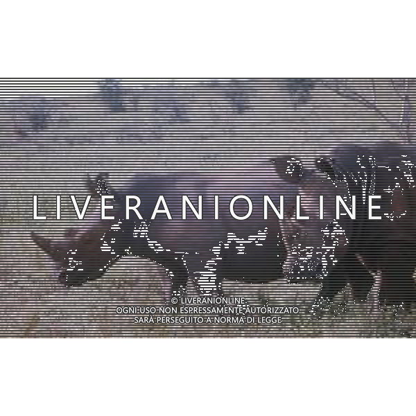 RINOCERONTE - I rinocerontidi, sono una famiglia di ungulati omeotermi dell\'ordine dei perissodattili ©ARCHIVIO / AGENZIA ALDO LIVERANI SAS