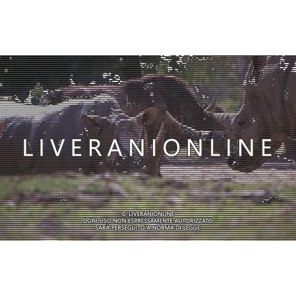 RINOCERONTE - I rinocerontidi, sono una famiglia di ungulati omeotermi dell\'ordine dei perissodattili ©ARCHIVIO / AGENZIA ALDO LIVERANI SAS