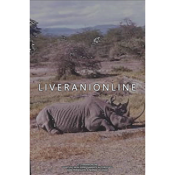 RINOCERONTE - I rinocerontidi, sono una famiglia di ungulati omeotermi dell\'ordine dei perissodattili ©ARCHIVIO / AGENZIA ALDO LIVERANI SAS